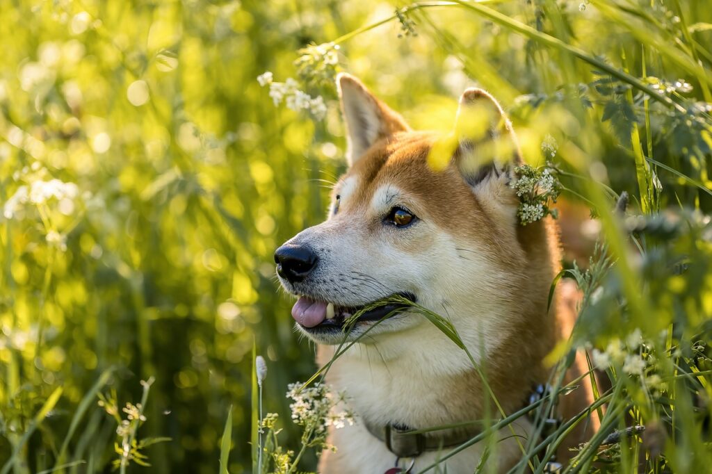 Expert Happiness Guides shiba, shiba inu, dog, pet, cute, japanese, inu, purebred, smile, animal, outdoors, portrait, dog portrait, nature, shiba, shiba, shiba inu, shiba inu, shiba inu, shiba inu, shiba inu, dog, dog