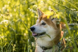 Expert Happiness Guides shiba, shiba inu, dog, pet, cute, japanese, inu, purebred, smile, animal, outdoors, portrait, dog portrait, nature, shiba, shiba, shiba inu, shiba inu, shiba inu, shiba inu, shiba inu, dog, dog