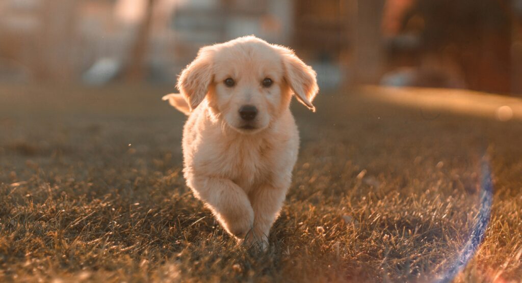 cristian castillo 73pyv0jjome unsplash cristian castillo 73pyv0jjome unsplash